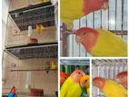 3 Pair Running Lovebird - লাভবার্ড