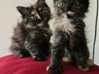 3 Persian Cat Baby