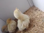 ৩ পিচ জাপানিজ বেনথাম মুরগির বাচ্চা