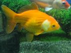 3 piece Huge Aquarium fish: Goldfish, Koi carp, Blue Goran for sale