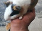 3 pis adult guinea pig