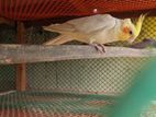 3 pis cockatiel sell low price