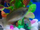 3 pis deshi Dwarf gourami