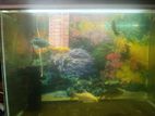 3 Pis Gourami Fish And 2 Timphoil Berb