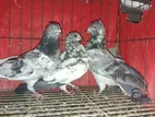 ৩ পিস কবুতর বিক্রি হবে