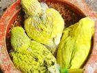 ৩ পিস টেম সাইজ বাজরিগার