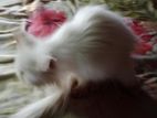 Cat for sale