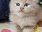 3 quarts persian cat