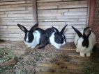 3 rabbit for sale