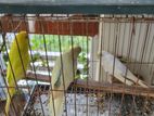 3 Running Adult Female (with Cage)