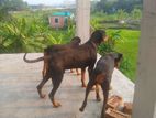 3 Ta Adult Doberman