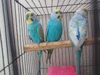 3 ta budgerigar sell hobe