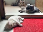 3 ta Persian Cat Sell