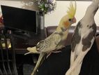 3 Ta Tamed Cockatiel