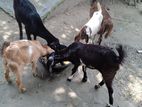 3 টা খাসি ও ১ মেয়ে বাচ্চা বিক্রি করা হবে