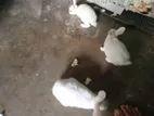 3 টা খরগোশ এবং খাঁচা সহ বিক্রি হবে।