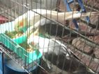 ৩ টা কোকাটেল পাখি বিক্রি হবে