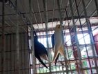 ৩ টা মেয়ে পাখি বিক্রি করা হবে।