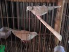 ৩ টা নর লক্ষা কবুতর আর ১ জোড়া অস্ট্রেলিয়ান ঘুঘু