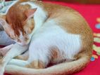 ৩ টি দেশি বিড়াল ফ্রি দেওয়া হবে।