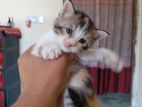 ৩ টি কেলিকো ফিমেল কিটেন Cat Sell হবে।