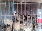 ৩০ দিন এর কোয়েল পাখি বিক্রি করা হবে