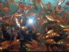 30 taka piece common Goldfish 3 to 4 inch size