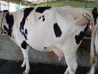 ৩০১ নং উন্নত জাতের গাভী হবে।