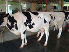 ৩০৭ নং ৩ টি গাভী কিনুন অল্প দামে ।