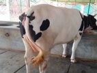৩২১নং ভালো জাতের গাভী)