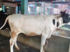 ৩২২নং উন্নত জাতের বকনা ।