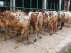 ৩৩১নং বাছাই কৃত ৯ টি এড়ে ষাঁড় বিক্রয় হবে।