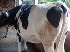 ৩৩৯নং উন্নত জাতের গাভী বিক্রয় হবে ।
