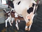 ৩৪১নং ভালো জাতের গাভী ।