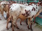 ৩৫০নং ৫টি এড়ে ষাঁড় বাছুর ।