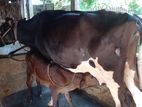 ৩৫২নং গাভী ভালো জাতের ।