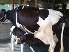 ৩৫৫নং বেশী দুধের গাভী বিক্রয় ।