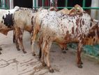 ৩৬৭ নং ৪টি এড়ে ষাঁড় কিনুন ।
