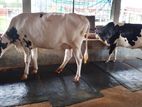 ৩৬৮নং উন্নত জাতের ২টি গাভী বিক্রয় হবে ।