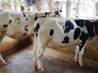 ৩৭০নং উন্নত জাতের ২টি বকনা ।