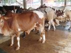 ৩৮২নং পোষার জন্য ভালো জাতের ৬টি এড়ে ষাঁড় ।