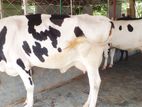 ৩৮৫নং ৩টি ভালো জাতের গাভী বিক্রয় হবে ।