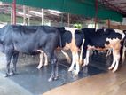 ৩৮৮নং এড়ে ষাঁড় ৫টি ।