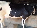 ৩৯১নং গাভী বিক্রয় হবে।