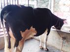 ৩৯২নং পোষার জন্য ভালো জাতের গাভী কিনুন।