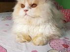 3coat Persian cat for sell