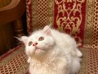 Female Kitten