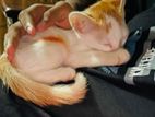 3month old male cat