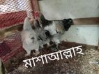 ৩পিস লাইট ব্রাহমা