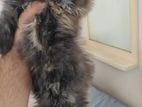 3pl code persian cat